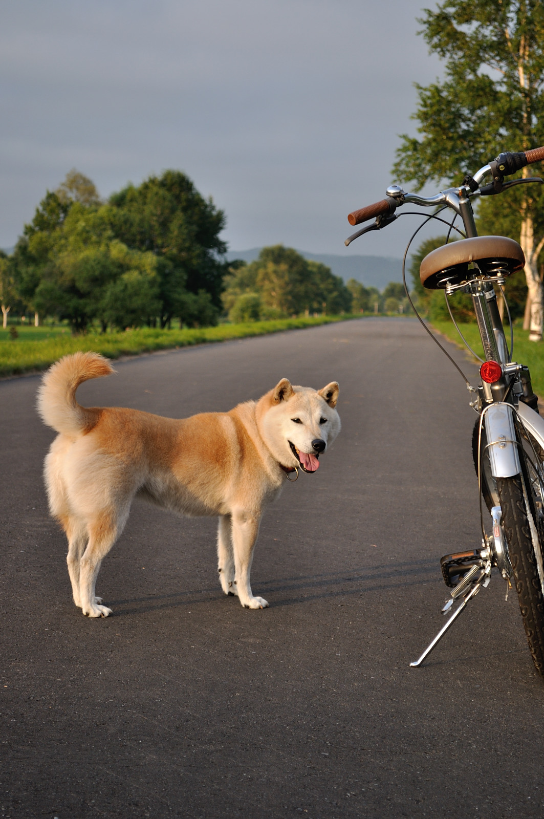 【体験談あり】自転車の急なトラブルに!Cycle Call(サイクルコール)はママも注目のサービス