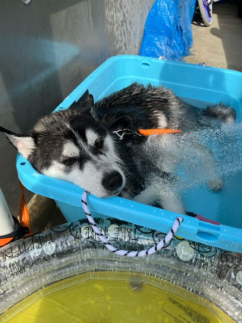 【暑さに弱いハスキー犬】我が家の夏対策5選！涼しく快適に過ごす工夫
